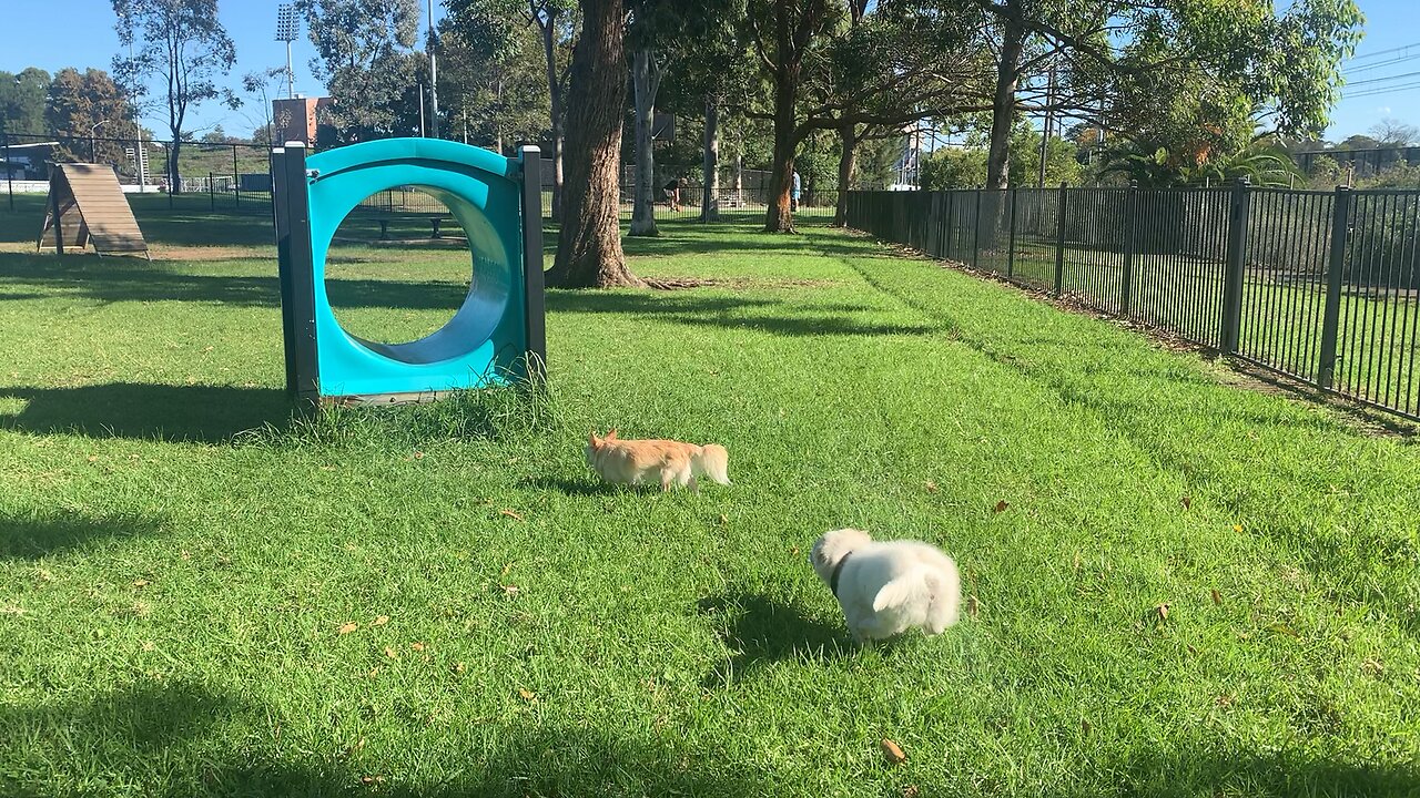 Coco and Kimchi at the Bulldogs doggy park