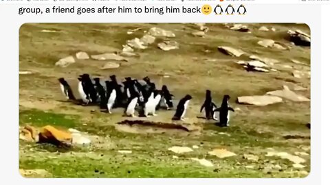 🟨 當2組企鵝在路上相遇 🟨