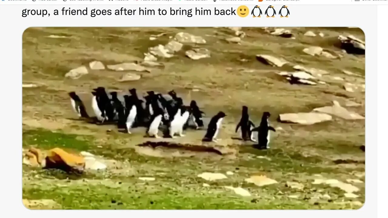 🟨 當2組企鵝在路上相遇 🟨