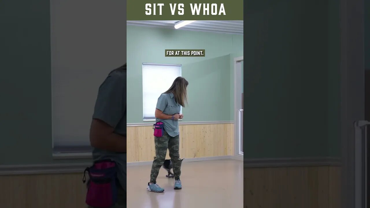 Using a Clicker For Whoa Training First Steps