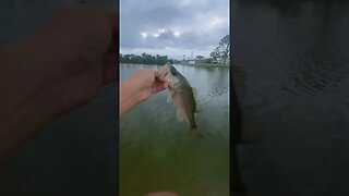 Little largemouth bass