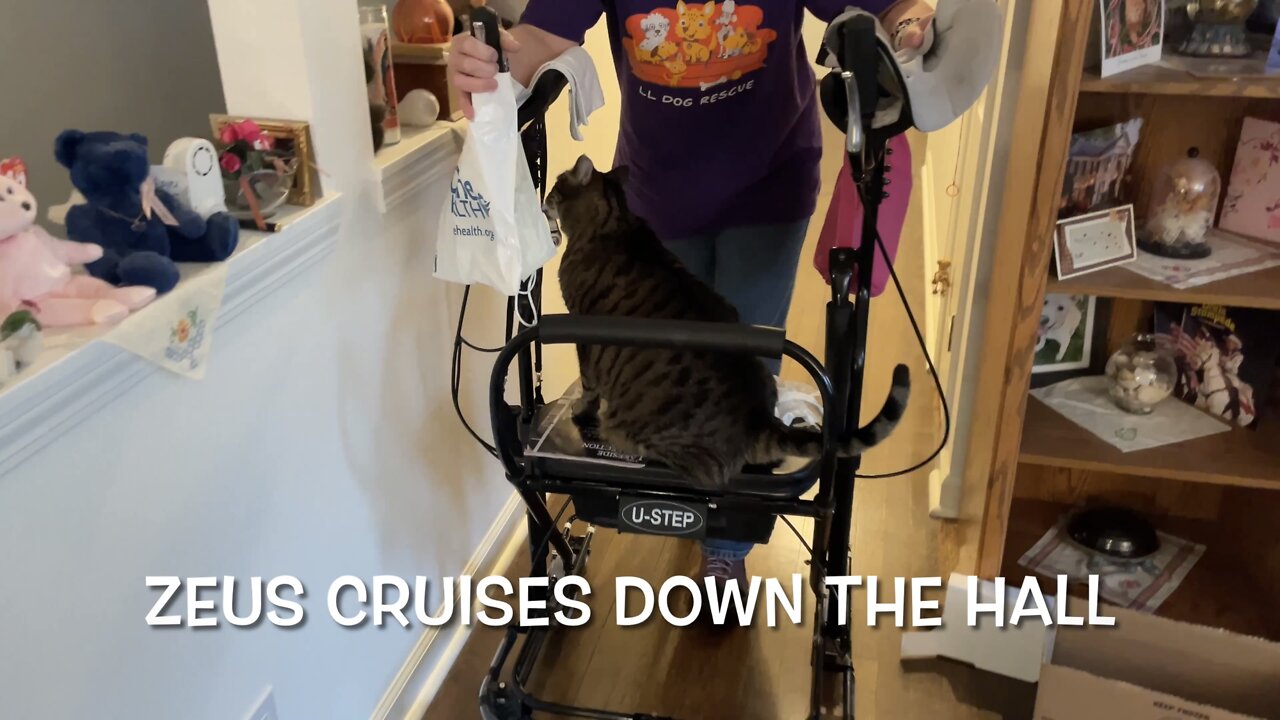 Zeus Cruises Down The Hall