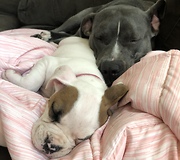 Little girl preciously naps with four sleeping doggies