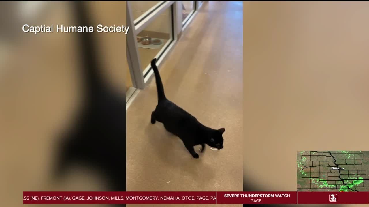 Take Time to Smile: Feline escape artist learns how to open doors