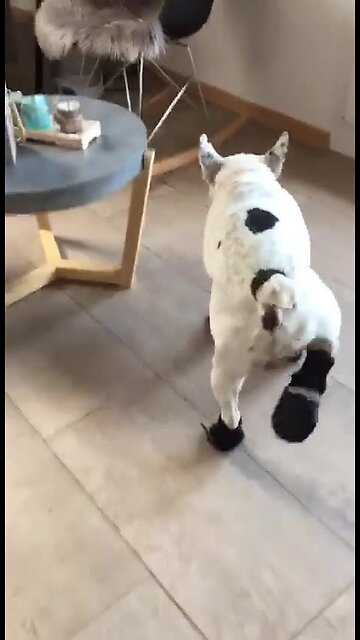 French Bulldog not too thrilled about new shoes