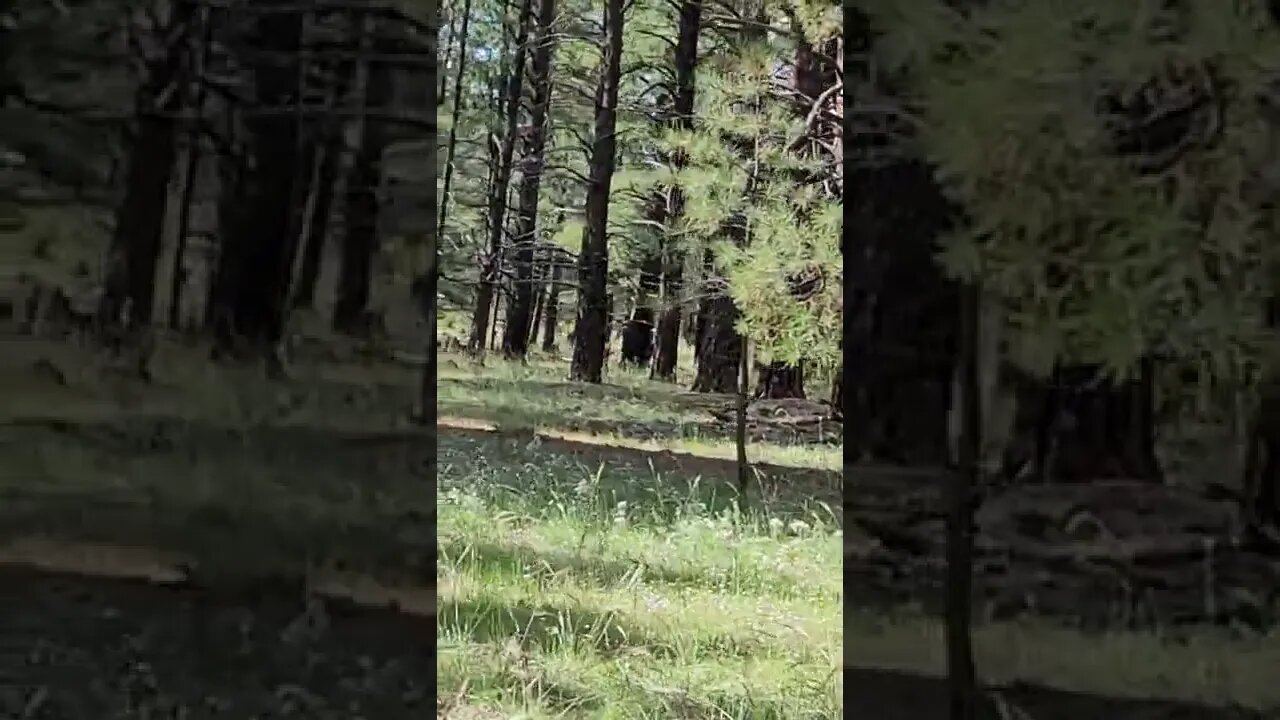 seen deer and Snickers just growls