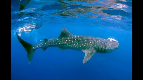 A whale shark's journey to light