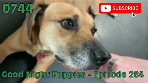 [0744] GOOD NIGHT PUPPIES - EPISODE 284 [#dogs #doggos #doggies #puppies #dogdaycare]