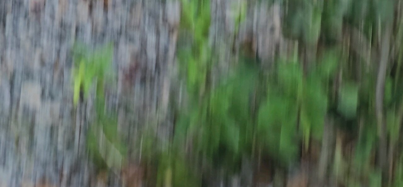 Black Racer in my court yard in Orlando