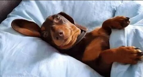 Funniest 🐶 Dogs and 😻 Cats - Awesome Funny Pet Animals Life Videos 😇