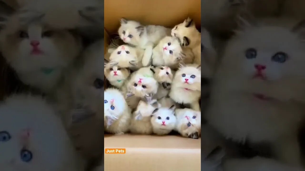 Box 📦 of cuteness 🐱 #cat #cute #funnyanimals #funnyvideos #tiktok