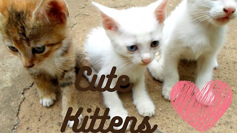 animals,kitten,The best cute kittens videos you see here.