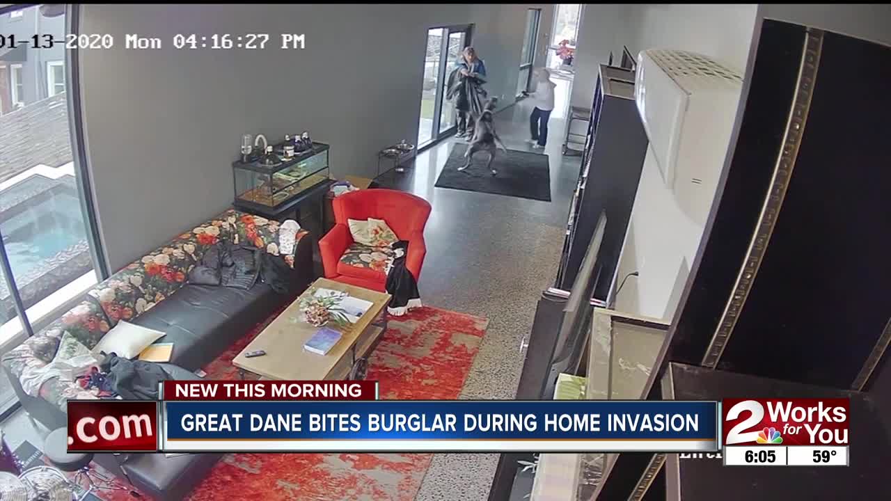 Great Dane bites burglar during home invasion