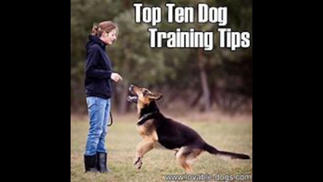 🐕 Basic Dog Training – TOP 10 Essential Commands( Must Know)