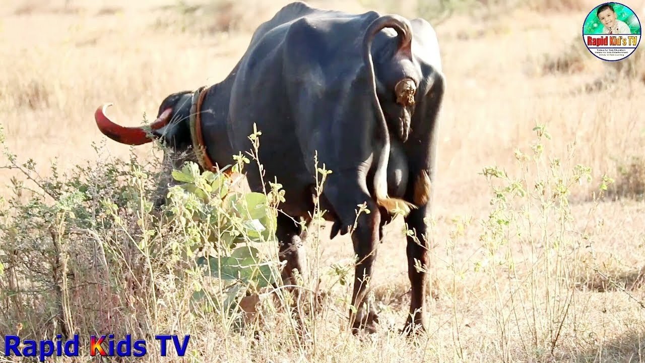 Buffalo Videos for Kids | Cow and Buffalo Video Specially Made for Children