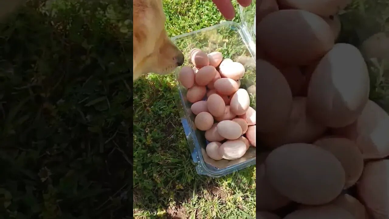 Raising your own food isn't hard #hen #egg #food #homesteading #chickenegg #raisingchickens