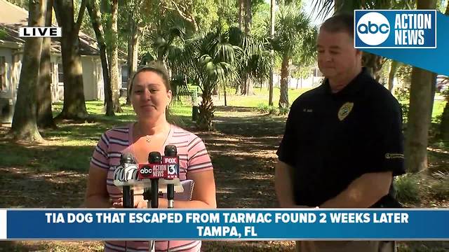 'Brady' the missing TIA dog has been found alive and well, recovering at animal hospital
