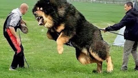 Top 09 most powerful dogs in the world