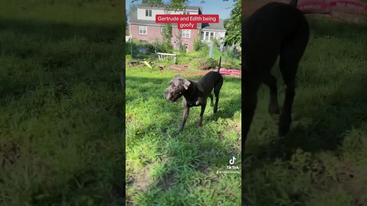 Gert and Edith!!🤣😂 #shortsvideo #dog #puppy #happydog #love #bird #outdoors #running #train