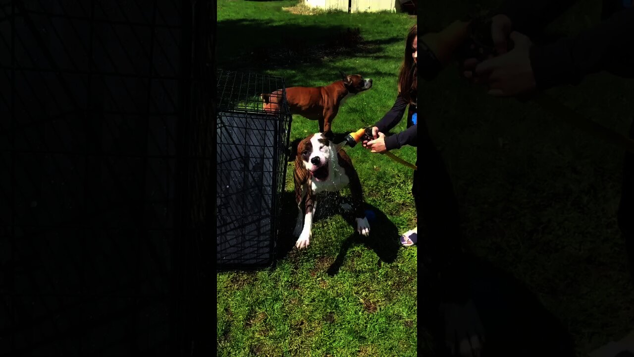 Dehydrated Pitbull Attacks Girl with Hose