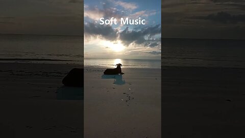 Quality relaxation time with Soft music instrumentals #shorts #softmusic #viral #peacefulmusic
