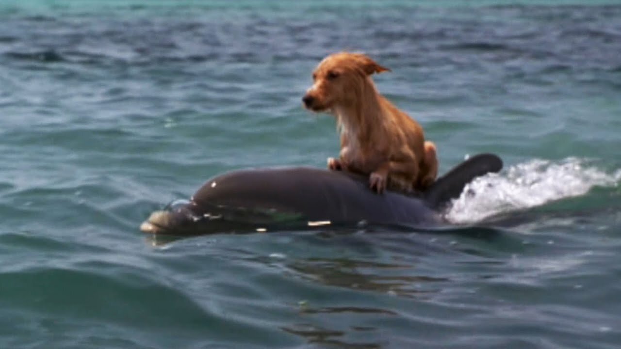 DOLPHIN & DOG SPECIAL FRIENDSHIP
