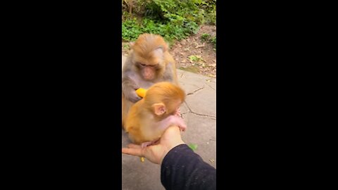 Funny Monkey Short Vido