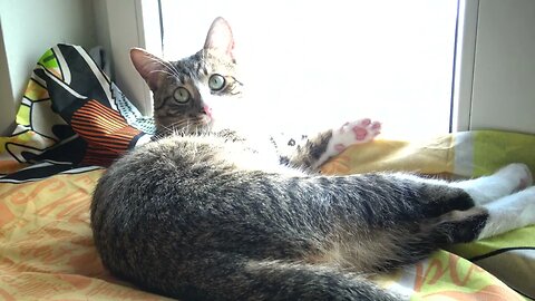 Cute Cat Shows His Pink Paw