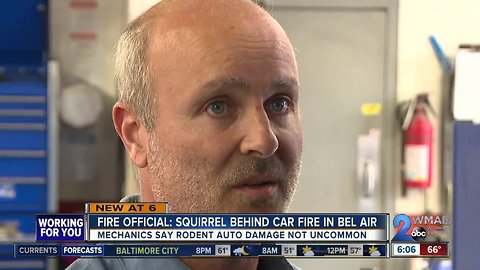 Fire official: Squirrel causes car to burst into flames in Bel Air