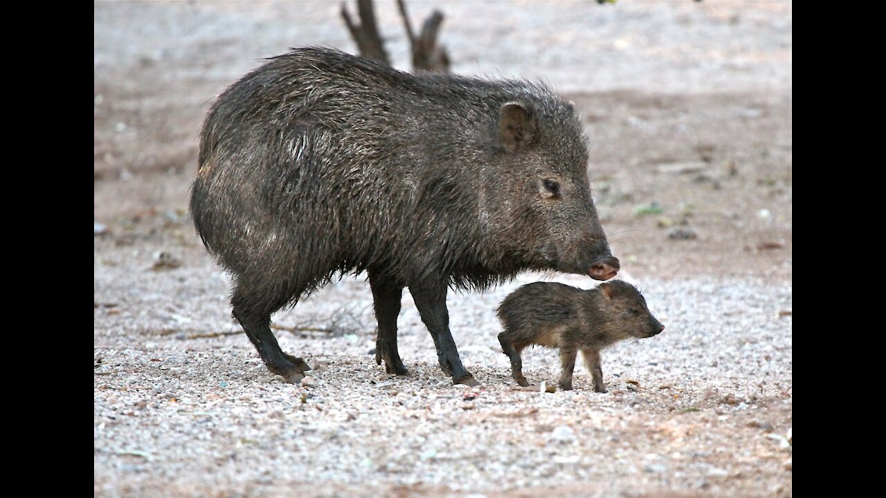 Watch out for the Javelinas Musk Hogs when driving thru the mountains of Arizona at night Hilarious