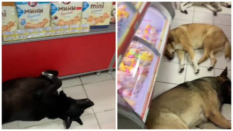 Dogs rest in a hypermarket in Sochi