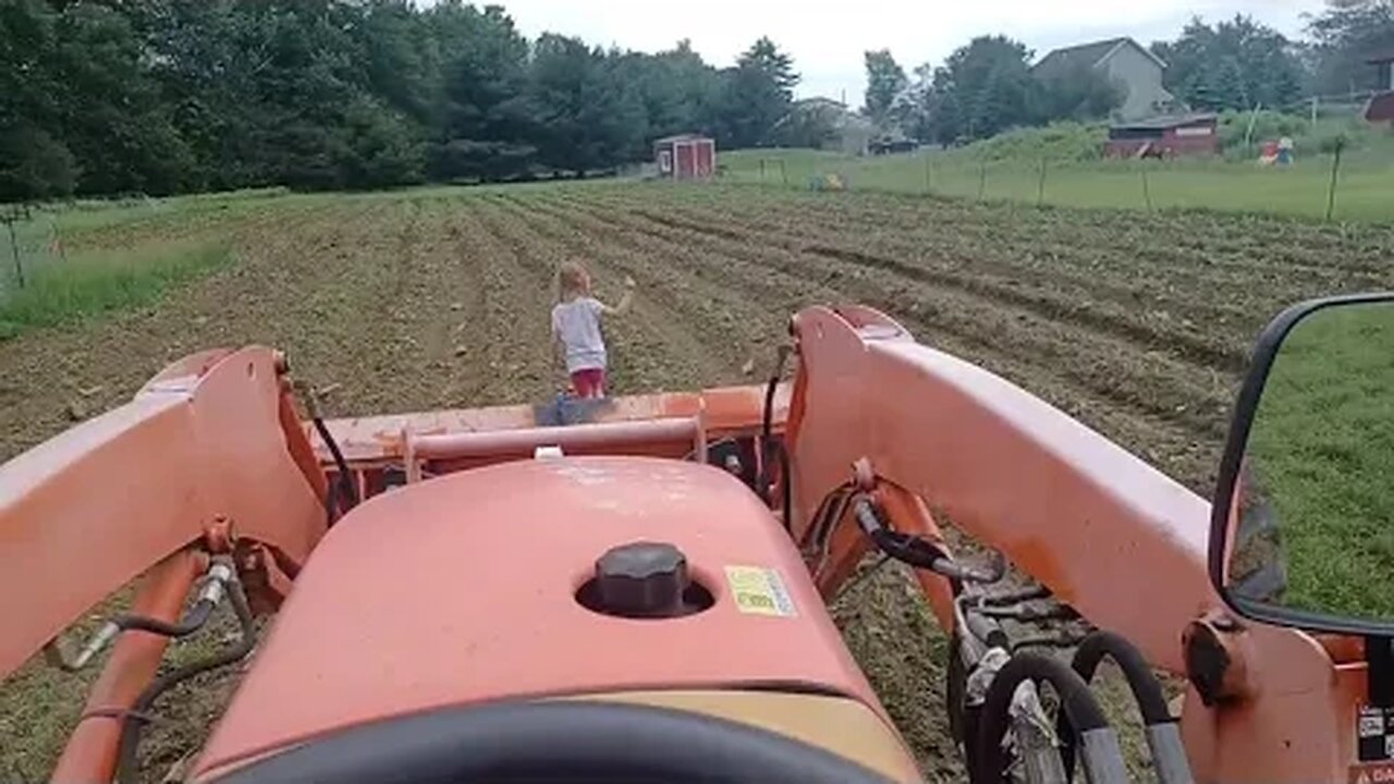 Cultivating the weeds out of Corn/Punkin field