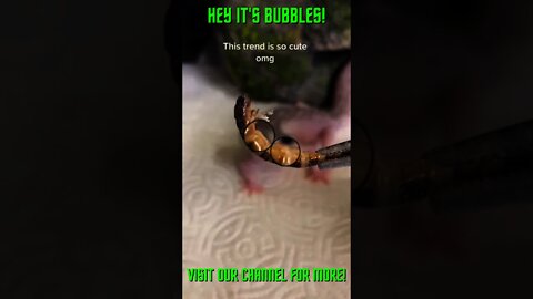 It's Bubbles! #Shorts #Youtube+Shorts #ExtremeSports #Shorts+ #Shorts+Animals #Shorts+FunnyAnimals