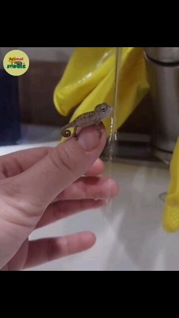 One of the cutest things you've ever seen