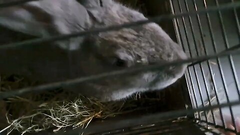 Nesting behaviour demonstration Blue Vienna Rabbits Bunnies Bunny Blauwe Wener Konijnen