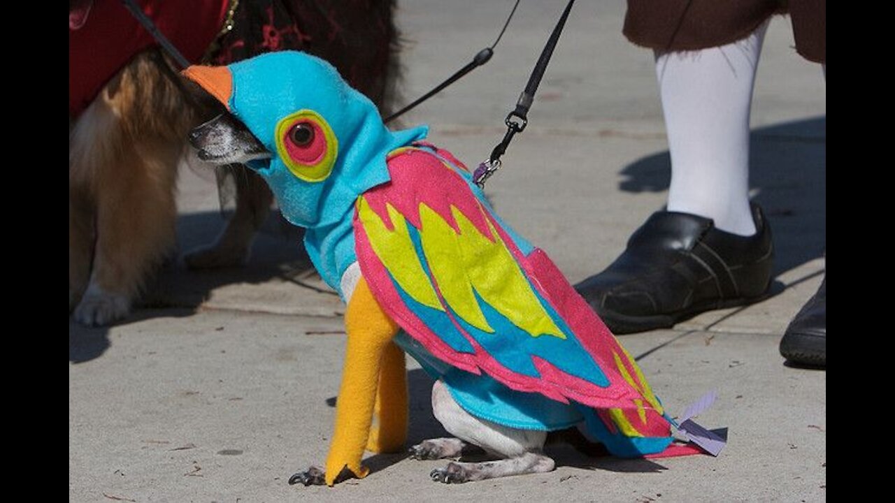 Parrot is carried out a dog