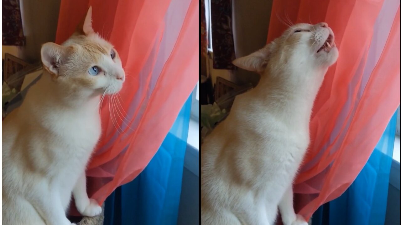 Cat was about to chew the curtain. What he did in the end was funny.