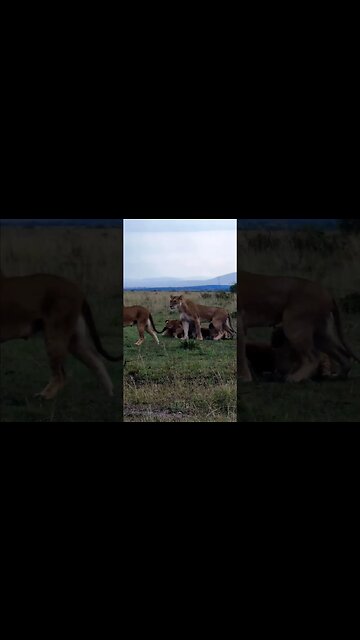 Time To Go! #shorts | #ShortsAfrica