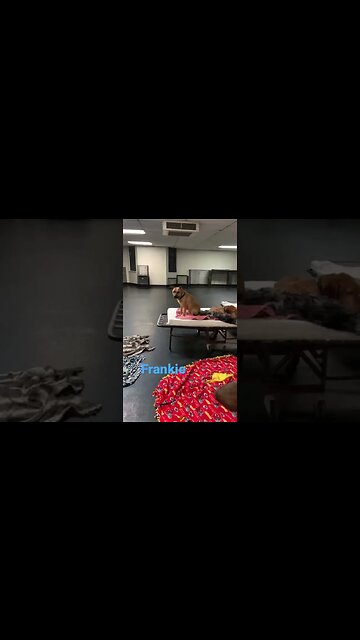 [Shorts 0033] FRANKIE [#dogs #doggos #doggies #puppies #dogdaycare]