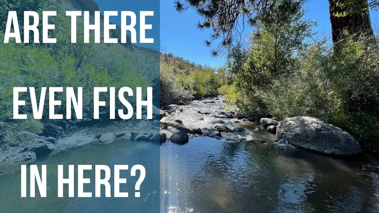 Catching Trout in this High Desert Creek