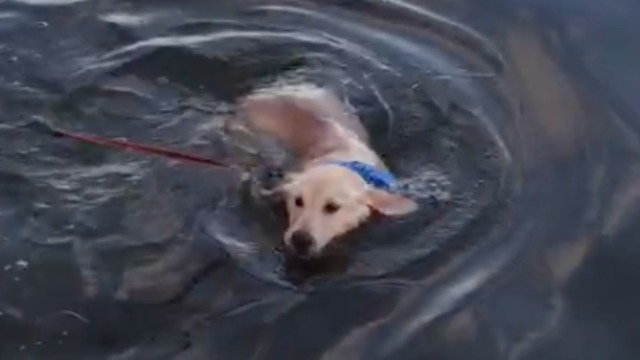 Adorable golden retriever puppy discovers she can swim!