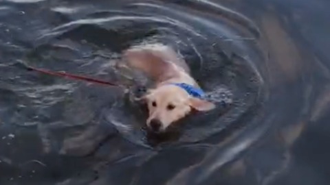 Adorable golden retriever puppy discovers she can swim!