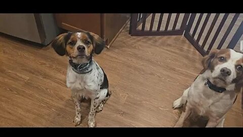 Home Made Doggie Meatloaf Full Video