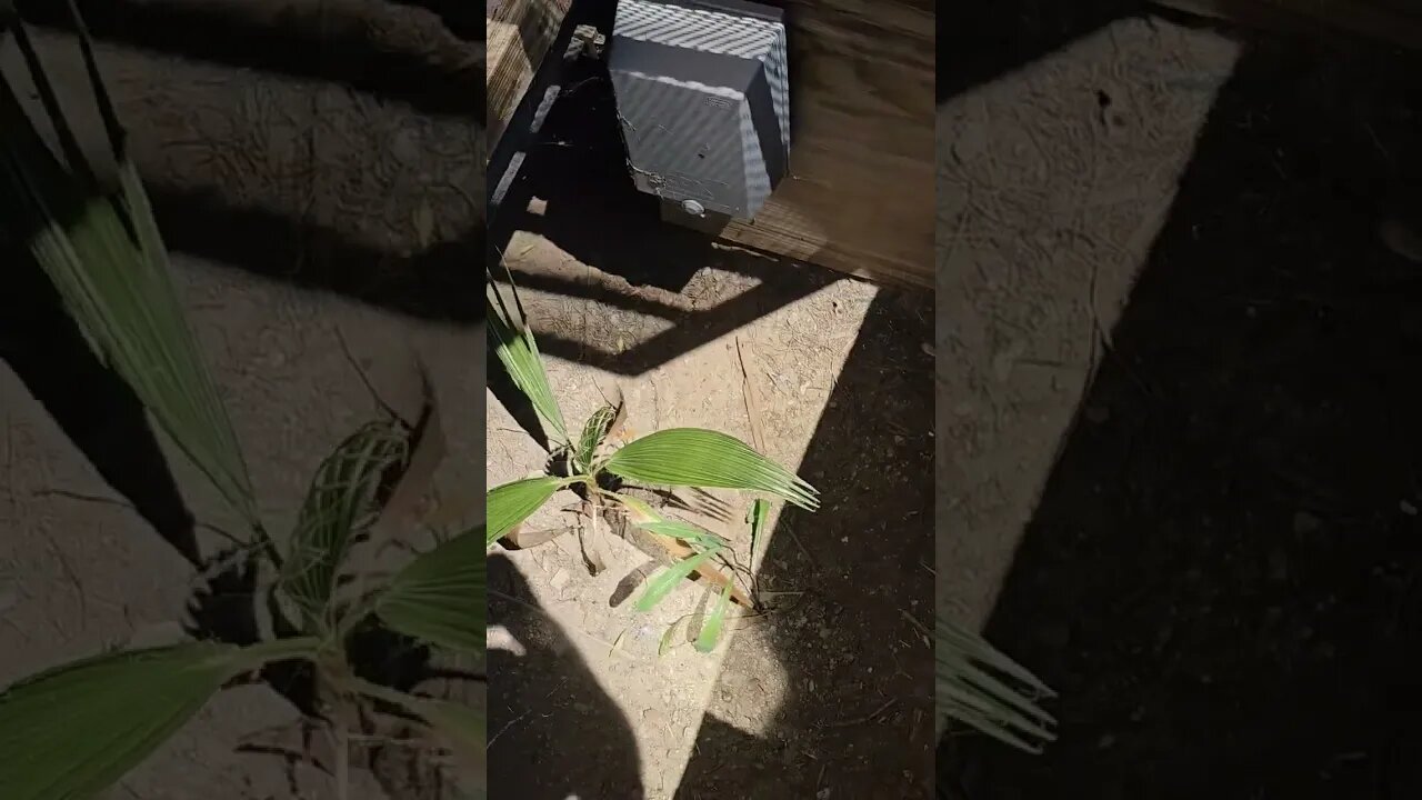 Is this a crawlspace access or planter box?