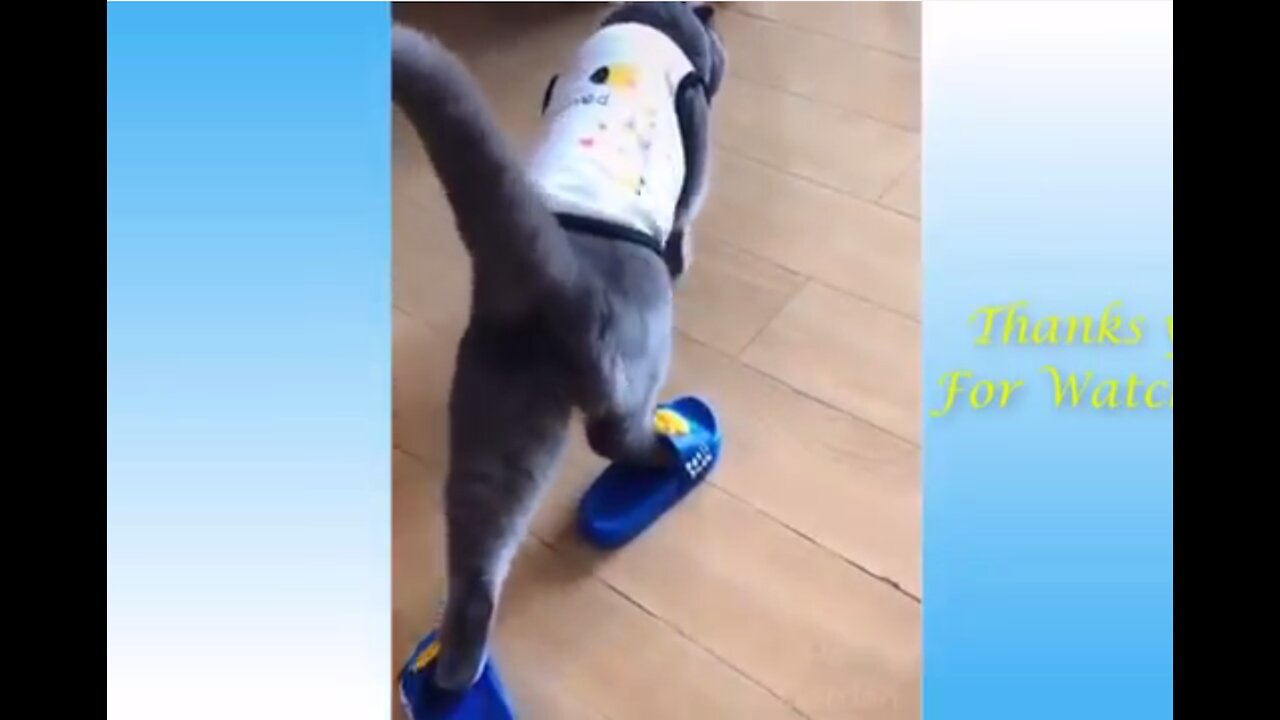 Watch This!!!... Funny And Cute Cat's Life Videos - Really Funny