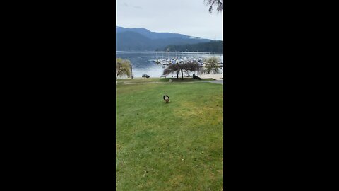 Energetic Dog Catches Frisbee Amazingly