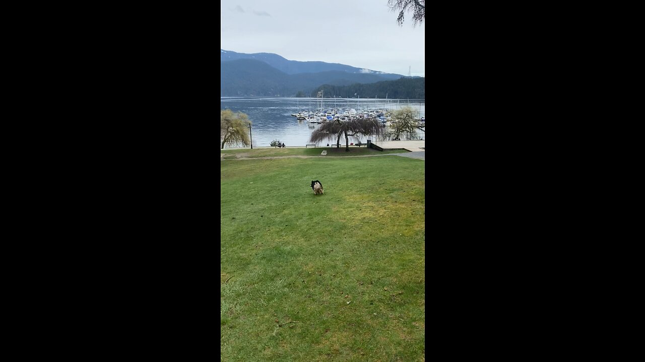 Energetic Dog Catches Frisbee Amazingly