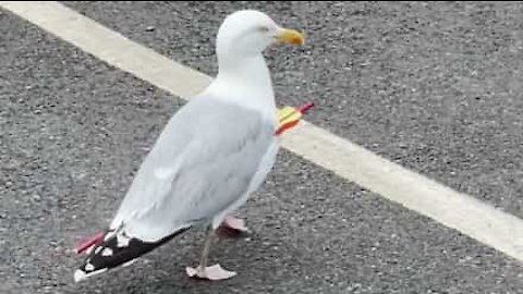 Gaivota imortal passeia com flecha alojada no corpo