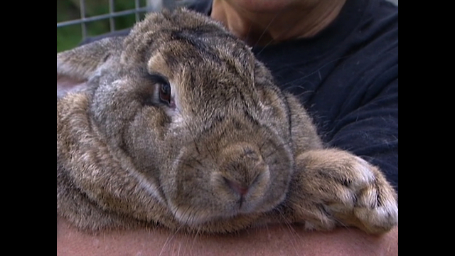 Ralph... The 42-Pound Rabbit