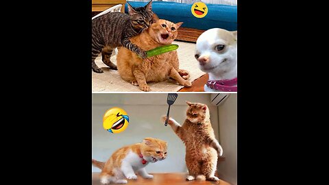 Funny Dogs And Cats Videos 2024 Animal Videos Of The week #6 Best Funniest